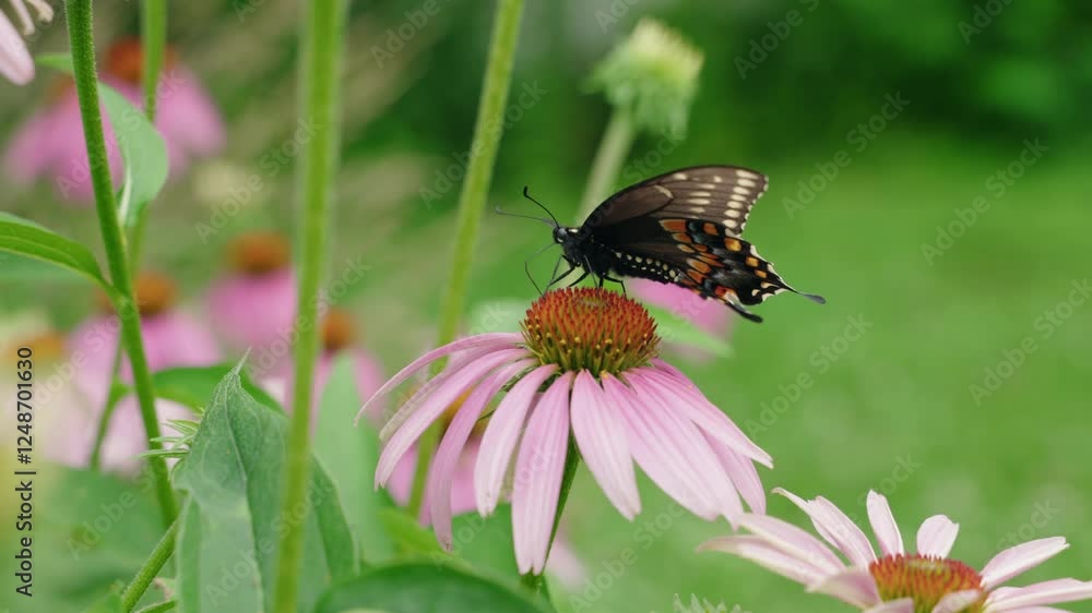 Amazing swallowtail butterfly perched on a purple coneflower in a garden, North America, Quebec, Montreal, Canada. Amazing swallowtail butterfly perched on a purple coneflower in a garden, North America, Quebec, Montreal, Canada.