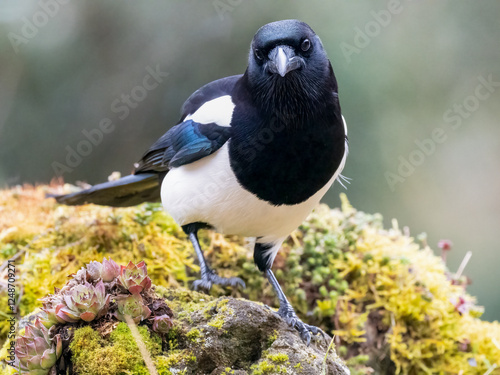 Photos Elster (Pica pica)