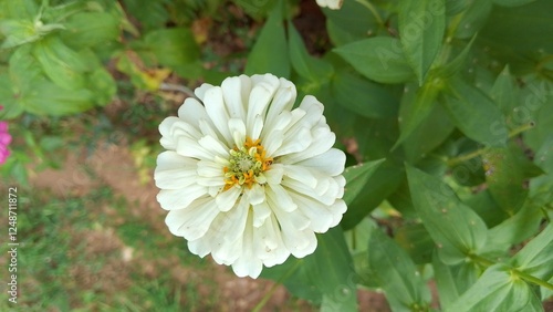 Tableau sur toile Beautiful white Zinnia Flower in Bloom – Macro Photography
