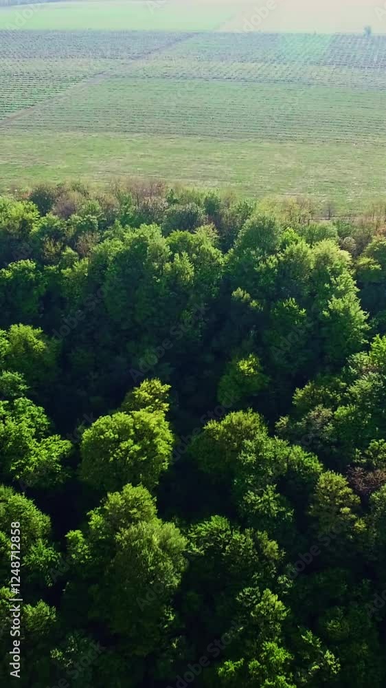 Liadova Rock monastery in Ukraine. Amazing view of the mount with a church in the middle. Aerial perspective. Vertical video Liadova Rock monastery in Ukraine. Amazing view of the mount with a church in the middle. Aerial perspective. Vertical video