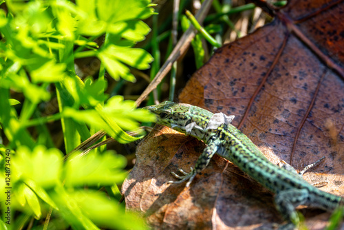 A small green lizard with patterned skin and shedding scales rests on a dry brown leaf. The surrounding grass and foliage are slightly blurred. photo