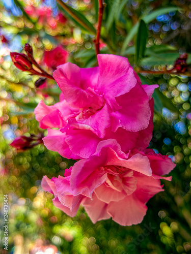 Violet colored oleander flowers on a colorful natural background on a sunny day.