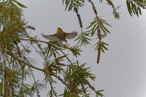 Oriental white eye on the  bottlebrush red flower photo