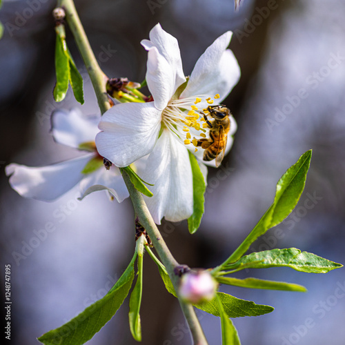 Wallpaper Mural bee on a flower Torontodigital.ca