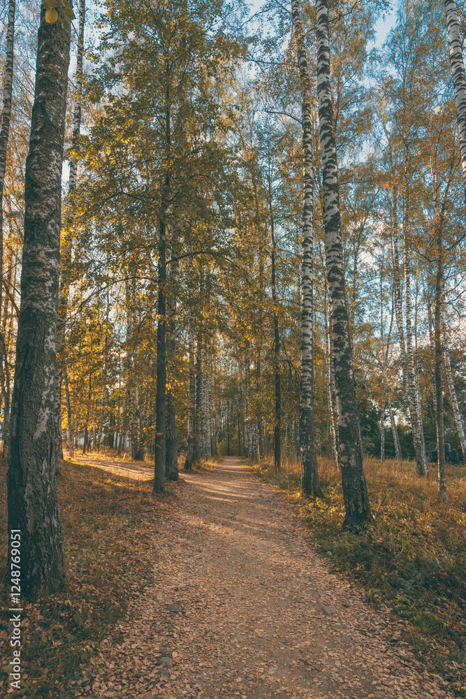 autumn in the forest autumn in the forest