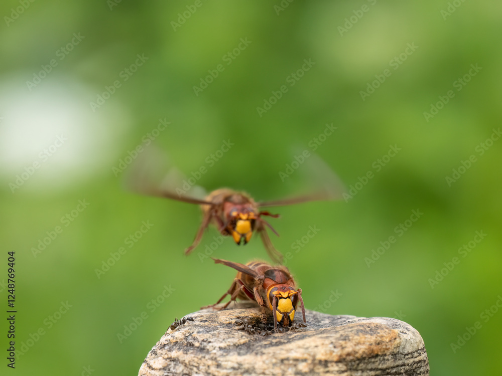 Hornisse (Vespa crabro) Hornisse (Vespa crabro)