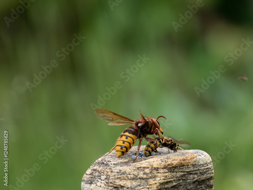 Hornisse (Vespa crabro) photo