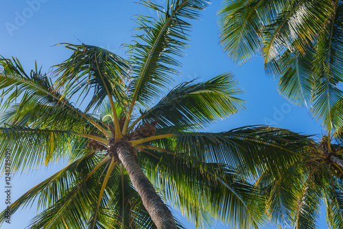Wallpaper Mural Tall palm trees with green fronds extend outward, viewed from below, set against a vibrant blue sky in a tropical setting, likely in Hawaii. Torontodigital.ca