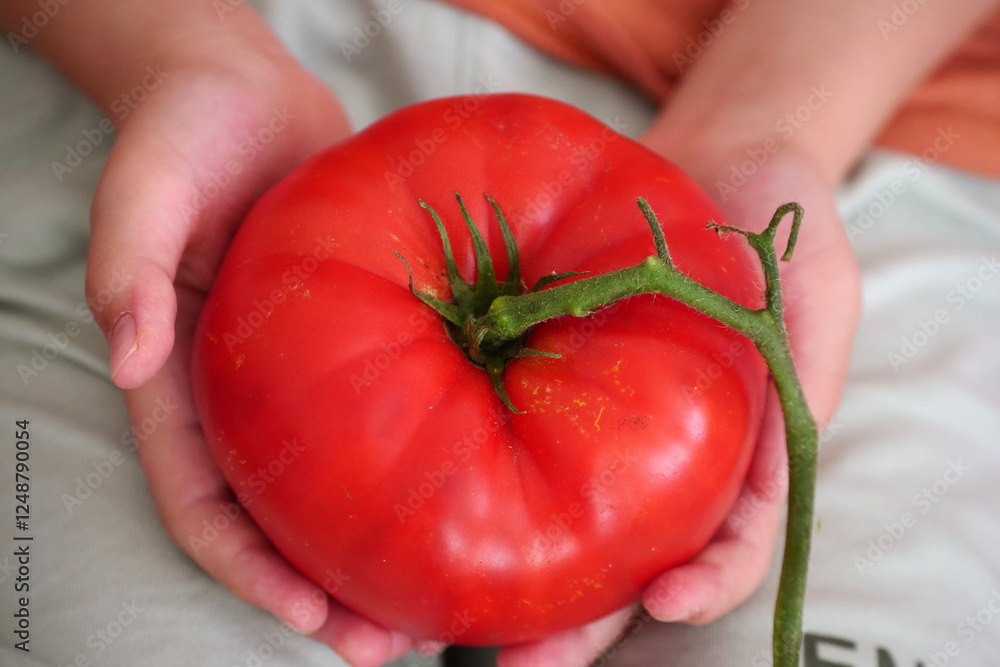A child is holding a very large tomato in his hand, about 500 grams of tomato weight,