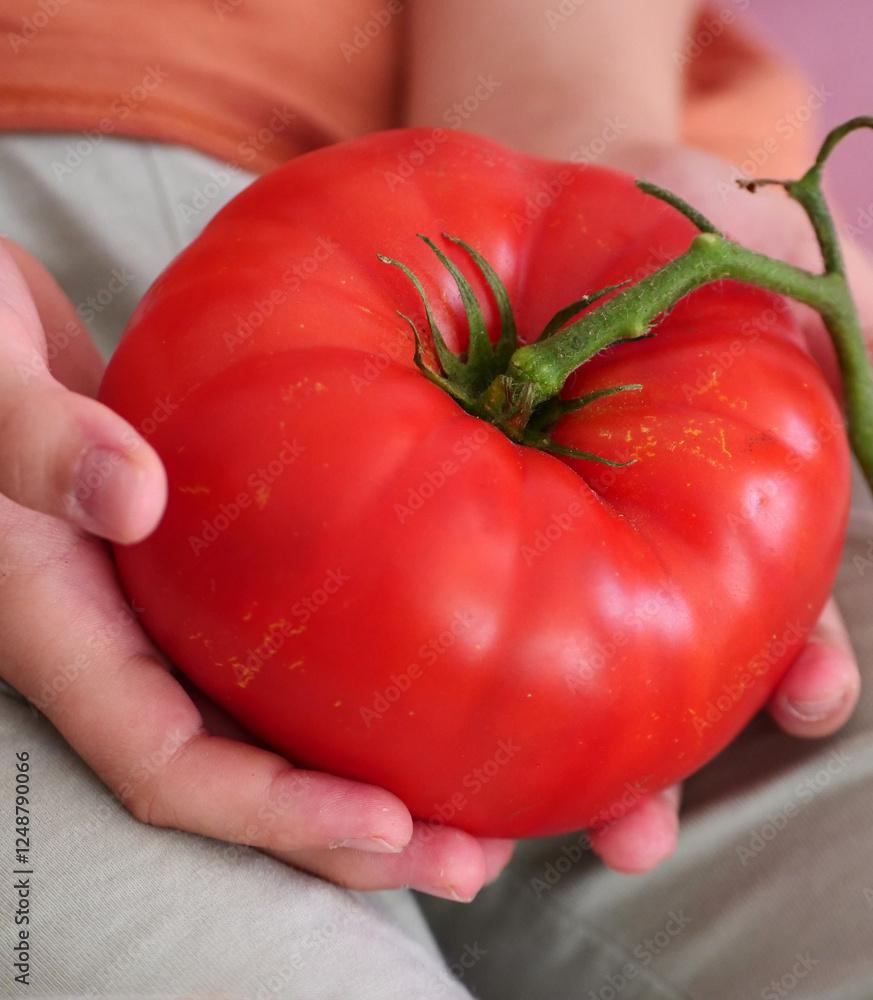 A child is holding a very large tomato in his hand, about 500 grams of tomato weight,