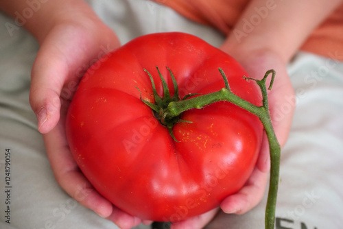 Obraz na płótnie A child is holding a very large tomato in his hand, about 500 grams of tomato weight, w salonie