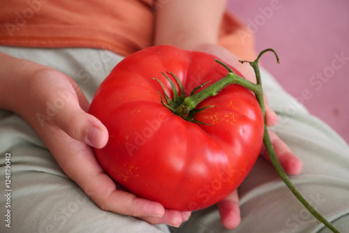 A child is holding a very large tomato in his hand,