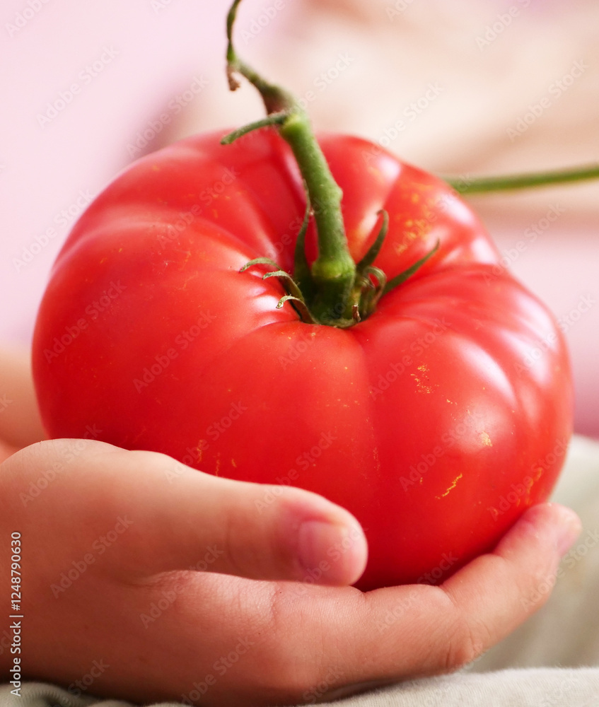 Very large natural tomato type Turkish Ayaş tomato,