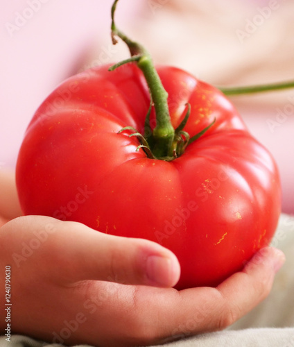 Obraz na płótnie Very large natural tomato type Turkish Ayaş tomato, w salonie