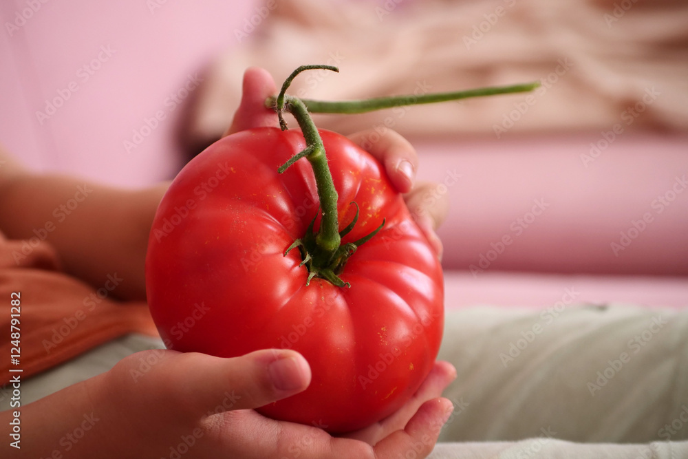 Very large natural tomato type Turkish Ayaş tomato,