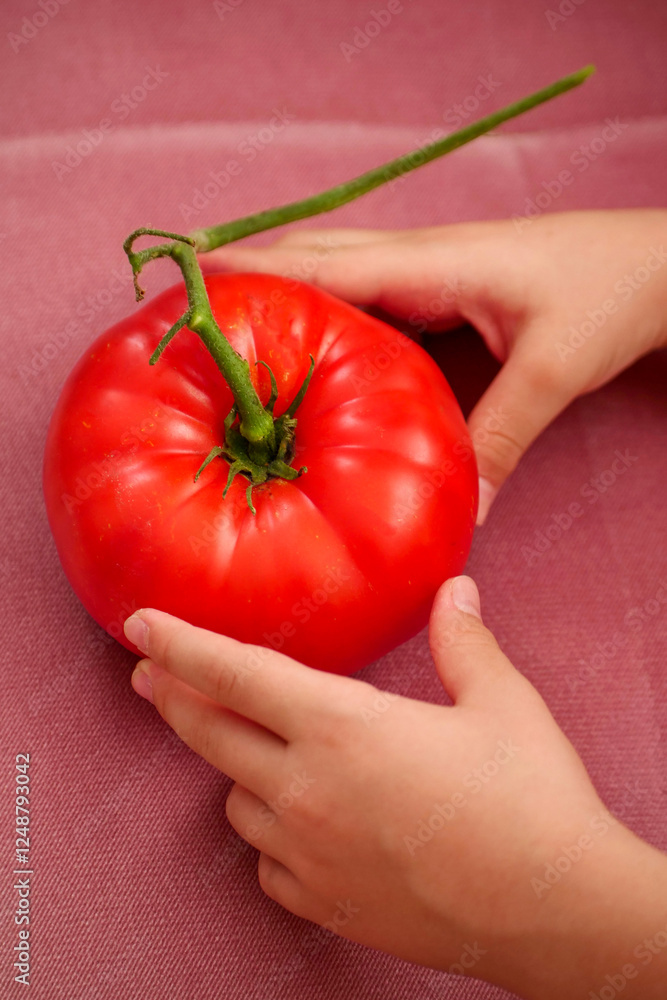 Very large natural tomato type Turkish Ayaş tomato,
