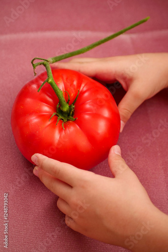 Obraz na płótnie Very large natural tomato type Turkish Ayaş tomato, w salonie