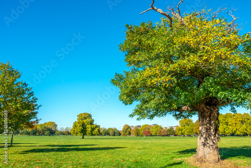 Obraz na płótnie Autumn in Clapham Common park. London, England w salonie
