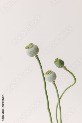 Three green faded poppies.