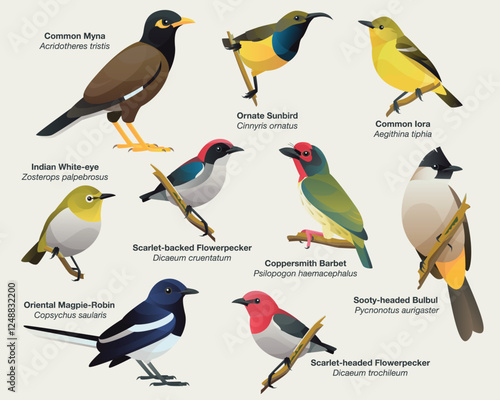 Illustration collection set of common Southeast Asian urban songbirds including Common Myna, Olive-backed Sunbird, Indian White-eye, Flowerpeckers, Oriental Magpie Robin and Sooty-headed Bulbul