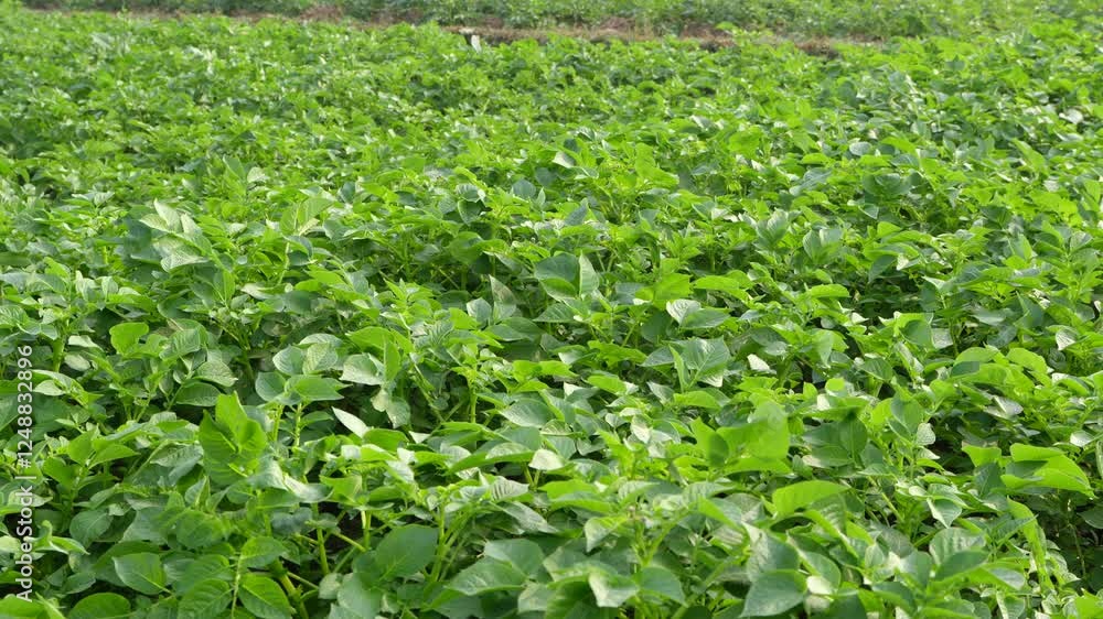 Potatoes are grown in vast areas. Potatoes are grown in vast areas.
