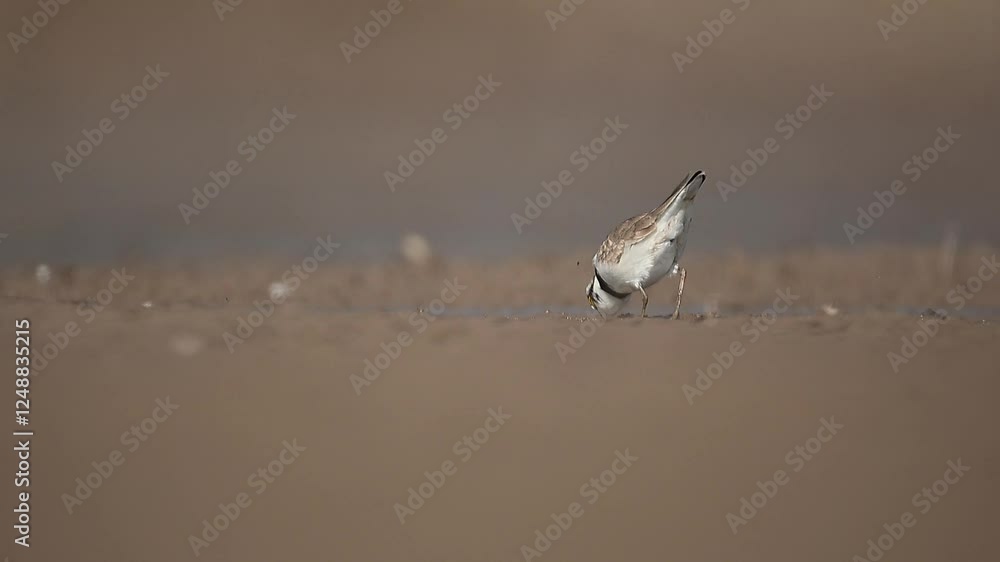 The little ringed plover Feeding in Morning The little ringed plover Feeding in Morning