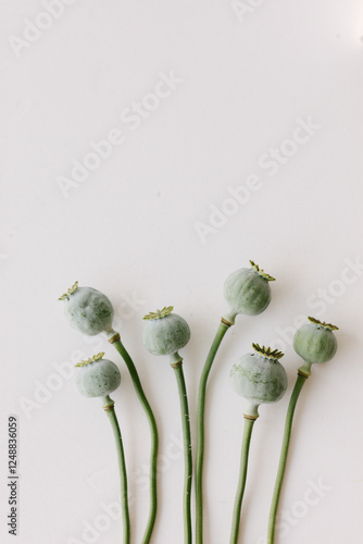 Green faded poppies lying on a white table top.
