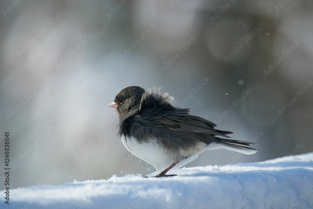 Bird perched on snow in a winter scene. Bird perched on snow in a winter scene.