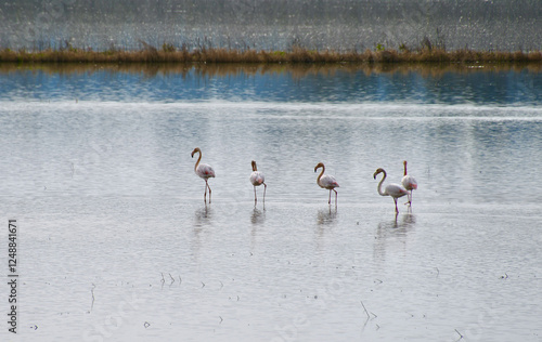 Flamingo