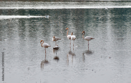 Flamingo Portugal