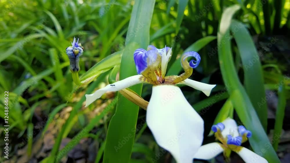 Exotic White and Blue Flower in Natural Forest Setting. Blue spring flowers. Orchid Flower Close-up Exotic White and Blue Flower in Natural Forest Setting. Blue spring flowers. Orchid Flower Close-up