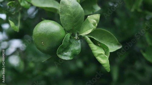 Wallpaper Mural Green orange fruit Torontodigital.ca