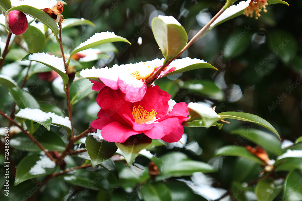Camellia flowers blooming in the winter when white snow falls Camellia flowers blooming in the winter when white snow falls