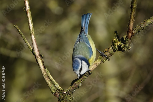 blue tit (Cyanistes caeruleus) birds in winter