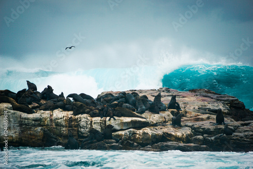 Photography Pur Seals, Cape Point, South Africa