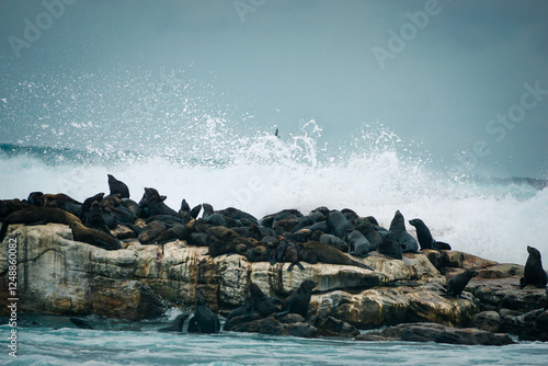 Pur Seals, Cape Point, South Africa