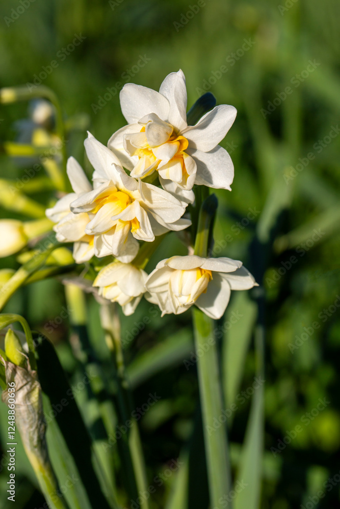 Beautiful white daffodils or Narcissus flower in a field. Karaburun,Izmir - Turkey Beautiful white daffodils or Narcissus flower in a field. Karaburun,Izmir - Turkey
