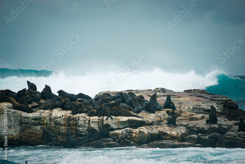 Pur Seals, Cape Point, South Africa