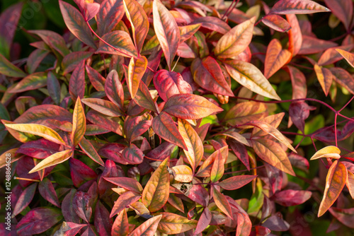Nandina domestica Blush Pin...