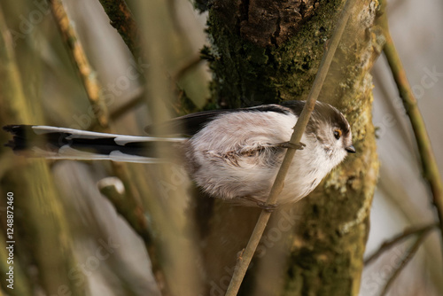 Long-tailed tit (Aegithalos caudatus), also named long-tailed bushtit on a tree branch. photo