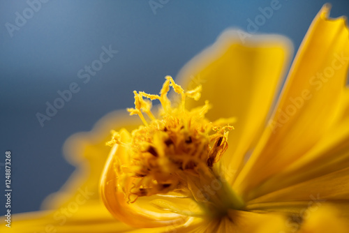 A super macro photo of a yellow Cosmos sulphureus from Luzon, Philippines. Stamen in focus photo