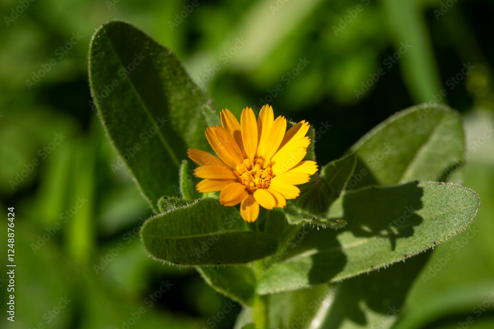 Calendula arvensis or Field marigold, a beautiful and yellow flower from Mediterranean area