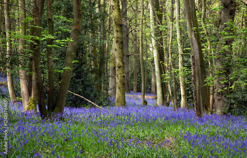 Bluebells covering the forest floor of a spring woodland