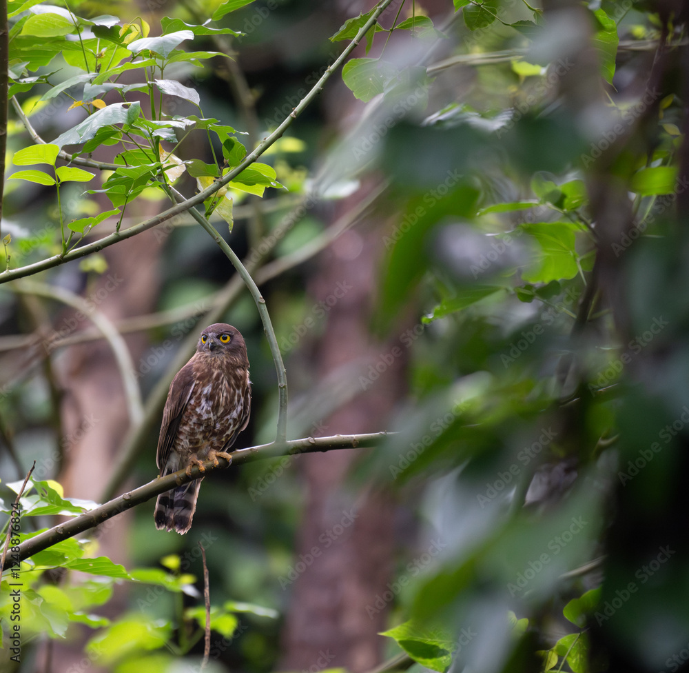 the portrait of brown boobook also known as chocolate boobook perched on a horizontal branch. Green leaves provide a soft background, highlighting the birds natural camouflage. the portrait of brown boobook also known as chocolate boobook perched on a horizontal branch. Green leaves provide a soft background, highlighting the birds natural camouflage.