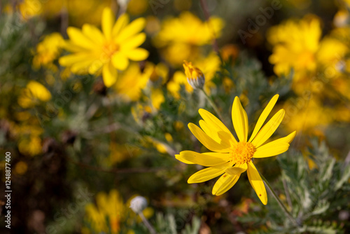 Yellow daisy bush, Scientif...