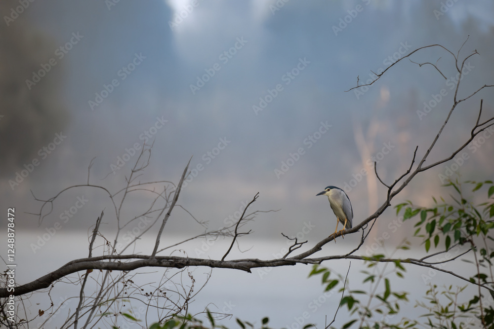 Obraz premium The beautiful black crowned night heron perched on a branch against a dramatic , cloudy sky. The herons plumage is detailed, showcasing its black crown and black contrasting with its pale grey wings.
