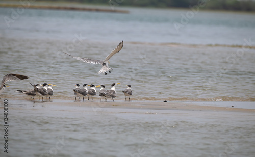 The elegant Greater crested tern and other tern species resting on a sandbar at low tide, with few taking flight. The background is soft, muted with blue water. photo