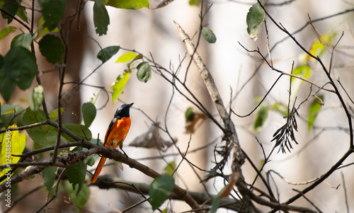 The beautiful Orange minivet , with its bright orange plumage and black head, sits on a tree branch against a natural background with leaves and branches. photo