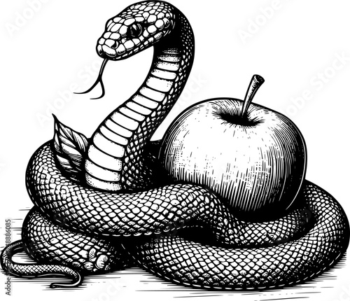 handdrawn snake and apple isolated on white, The original sin, the forbidden fruit.