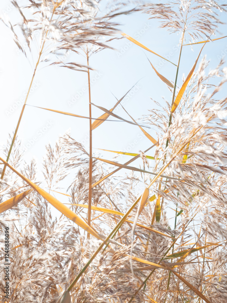 Fototapeta premium Autumn reeds, Tall Grasses Swaying Gently in the Breeze Against a Clear Blue Sky, Capturing the Essence of a Serene and Peaceful Natural Landscape, The Delicate Movement of Grasses in the Wind